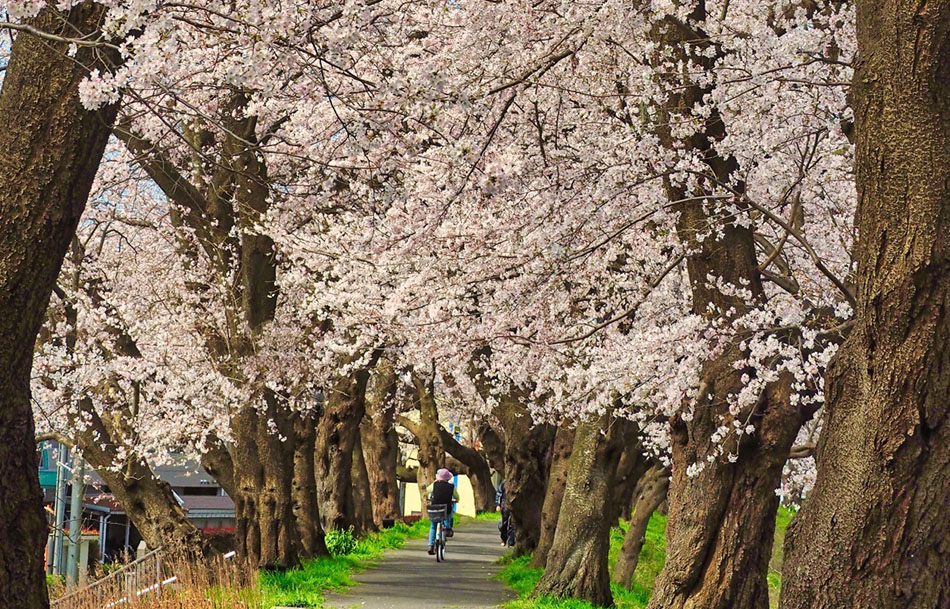 ふくい桜まつり