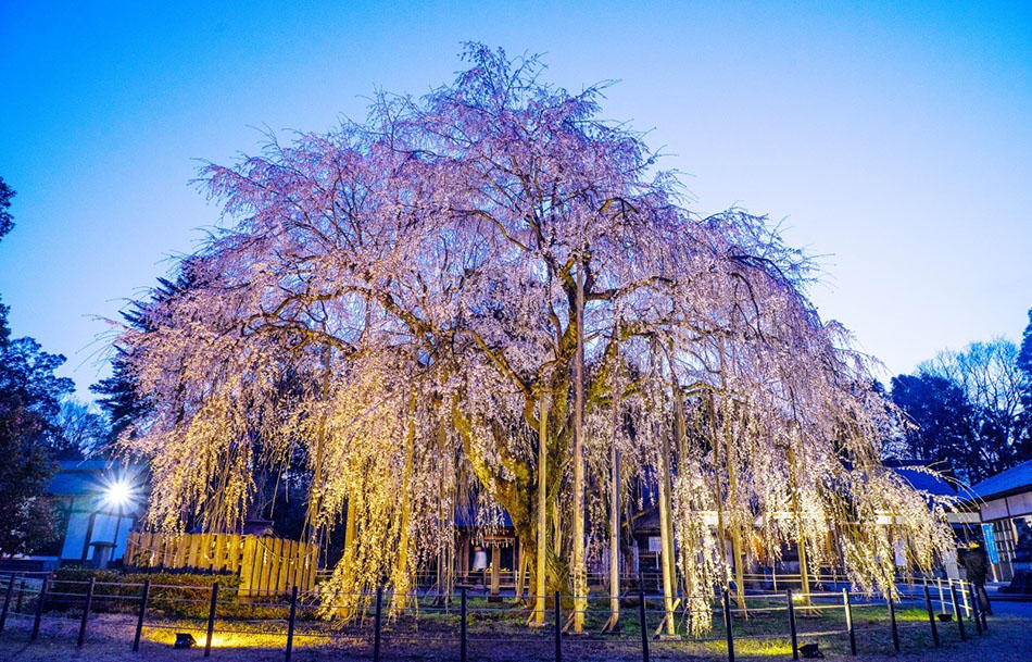 ふくい桜まつり