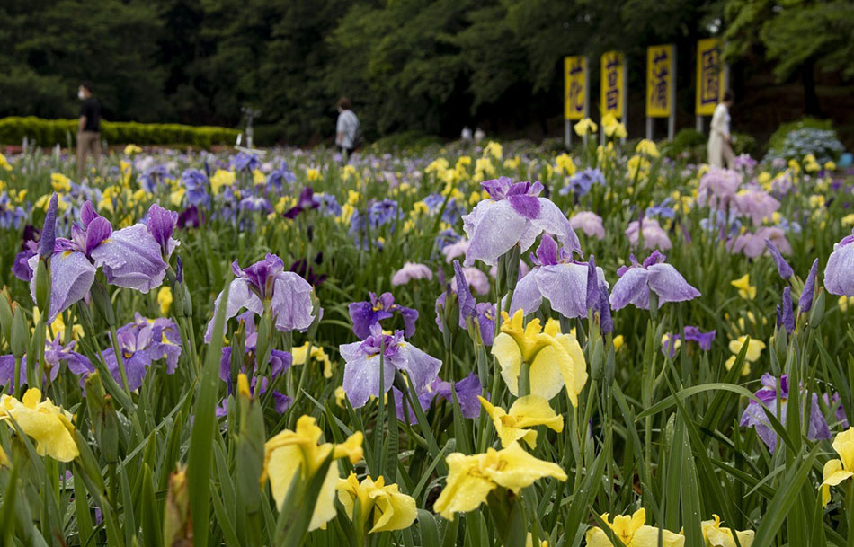 花菖蒲まつり
